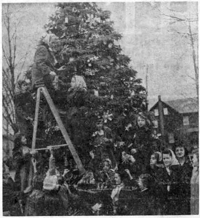 Intermediate and Brownie Scouts of the St. Thomas of Villanova and Rosemont schools are shown working together in the spirit of Christmas and Scouting, as they trim the Rosemont community tree with decorations made in troop meetings. (Photo by Elmer Addison)